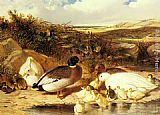 Mallard Ducks and Ducklings on a River Bank by John Frederick Herring Snr
